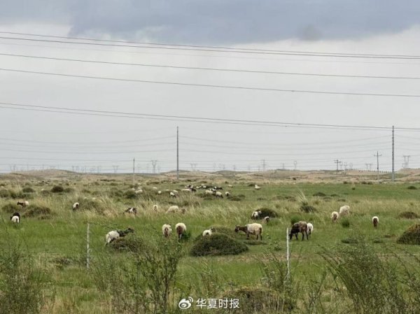 冠达管理 中国人寿的青海答卷：戈壁滩上育出“光伏羊”