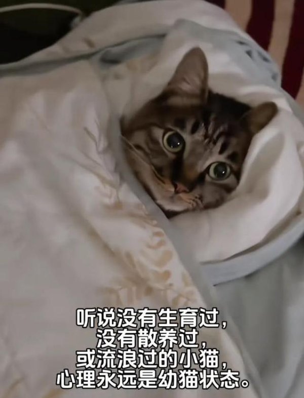 腾思控股 家养猫咪眼神像宝宝，流浪猫却满眼沧桑，你养的猫是哪种？
