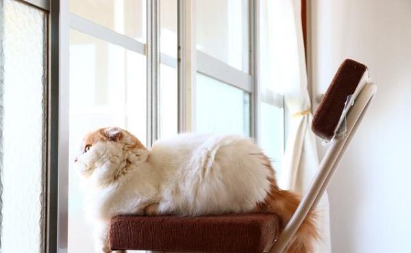 中证所 猫咪高冷不黏人？3个行为让它偷偷心碎，你中招了吗？